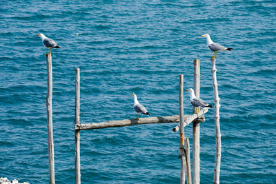 Seagulls perching on wooden post in sea