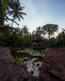 Scenic view of palm trees by lake against sky