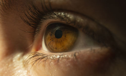 Close-up of human eye