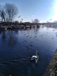 Swans swimming in lake