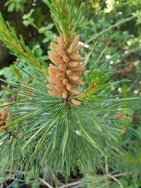 Close-up of pine cone on tree