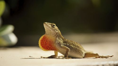 Close-up of lizard on floor