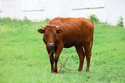 Cow standing in a field