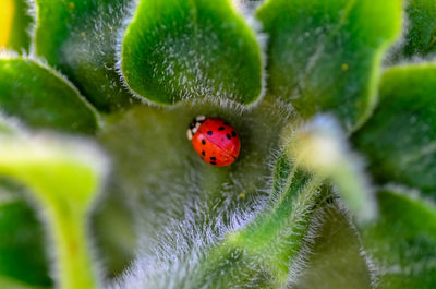 Close-up of ladybug on plant