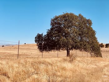 Trees on field against clear sky