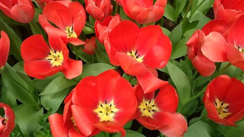 Close-up of red flowers blooming outdoors