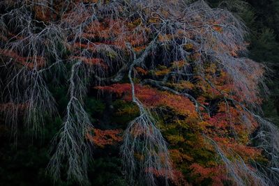 Trees in forest during autumn