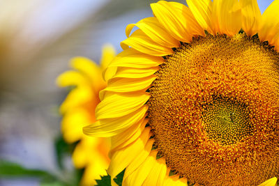 sunflower