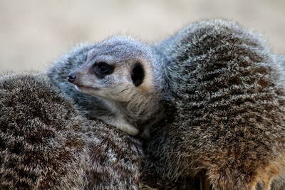 Close-up of meerkat