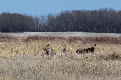 Horses in a field