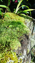 Close-up of fresh green grass in water