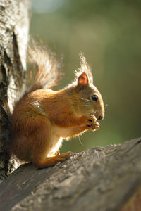 Close-up of squirrel on rock