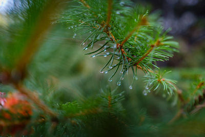 Close-up of pine tree