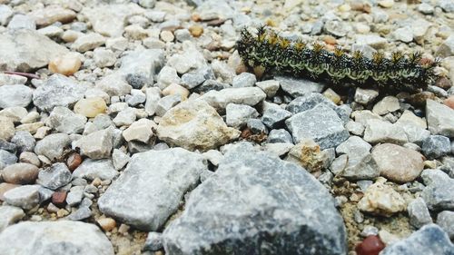 Surface level of caterpillar on stones