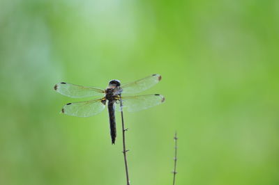 Close-up of dragonfly on plant