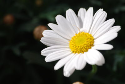 Close-up of white daisy flower