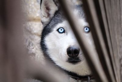 Close-up portrait of dog