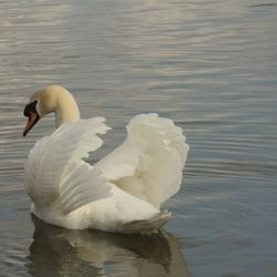 Close-up of swan swimming in lake