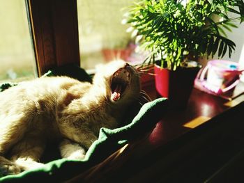 Close-up of cat sleeping