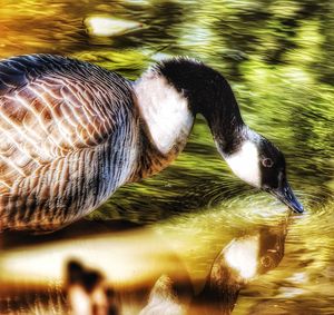 Close-up of swan swimming in lake