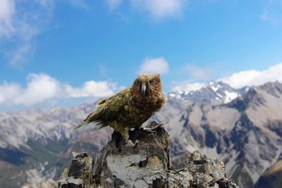 Bird perching on mountain