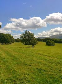 Scenic view of grassy field against sky