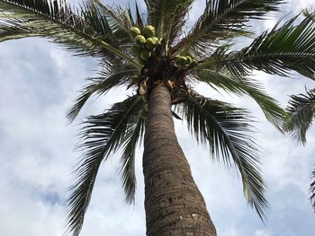 Low angle view of palm tree against sky