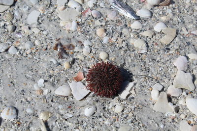 High angle view of beach