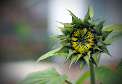 Close-up of plant