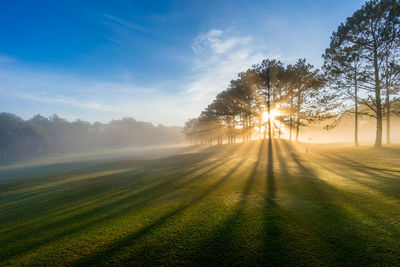 Sunlight streaming through trees on field against sky