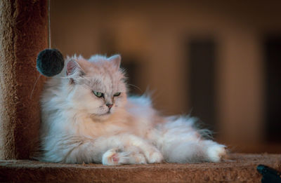 Close-up of a cat looking away