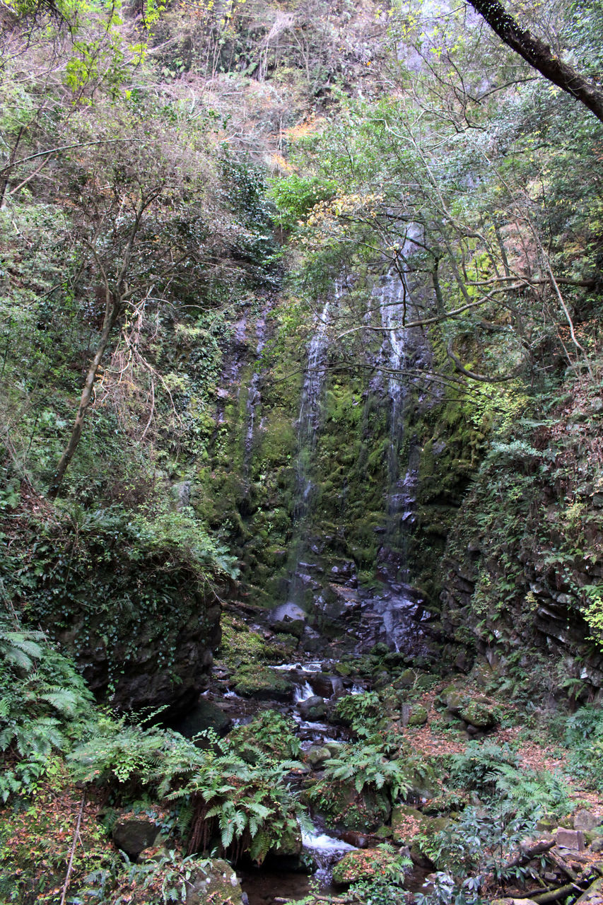 SCENIC VIEW OF WATERFALL