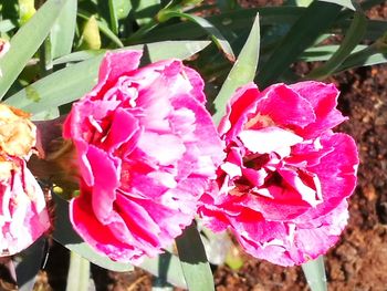 Close-up of pink rose flower