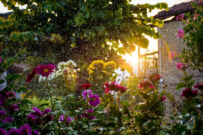 Scenic view of flowering plants in yard