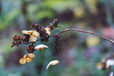 Close-up of wilted plant