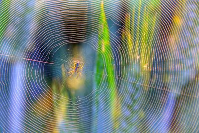 Close-up of spider on web