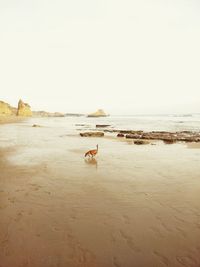 Scenic view of beach against clear sky