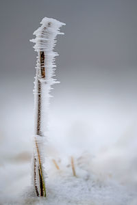 Close-up of icicles on plant during winter