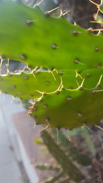 Close-up of snake on plant