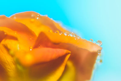 Macro shot of water drops on yellow flower