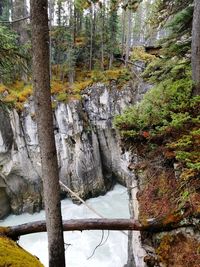 River passing through forest