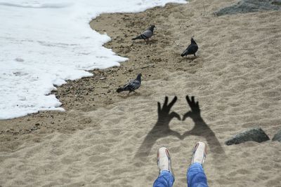 Low section of seagulls on beach