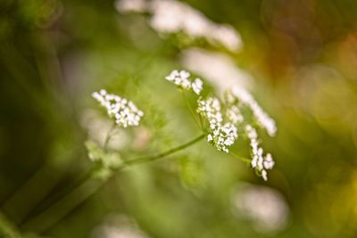 Close-up of white flowering plant