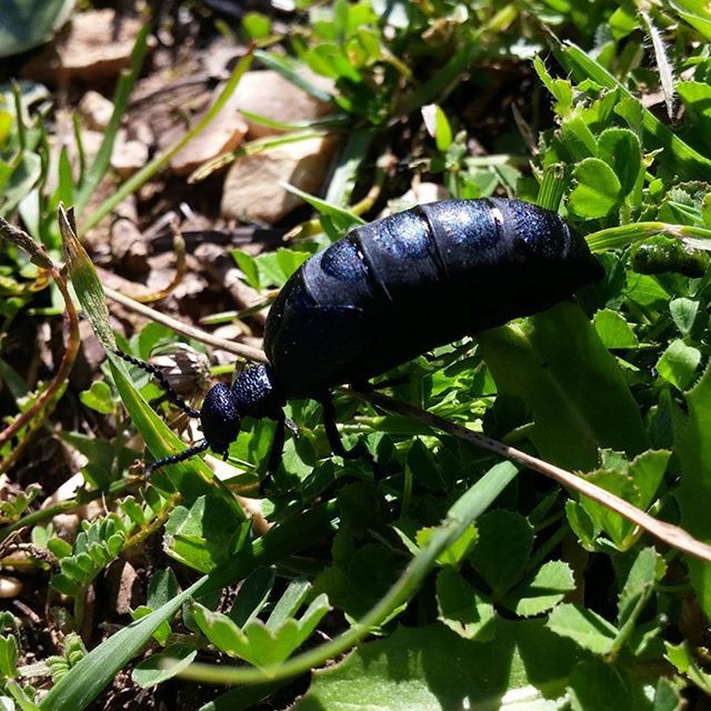 green color, leaf, one animal, animal themes, plant, close-up, growth, nature, animals in the wild, black color, day, insect, grass, outdoors, no people, wildlife, focus on foreground, high angle view, field, selective focus