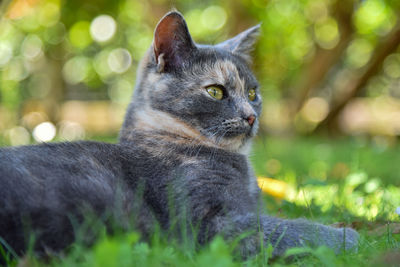 Close-up of a cat looking away