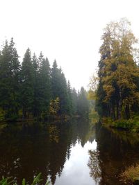 Reflection of trees in lake