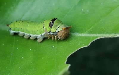 High angle view of insect on leaf