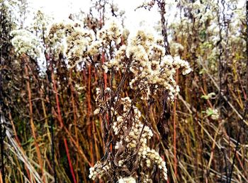 Close-up of plants against trees