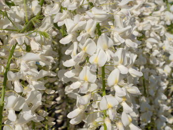 Full frame shot of white flowering plants