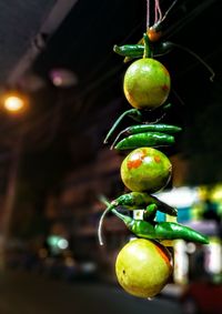 Close-up of fruits hanging on plant